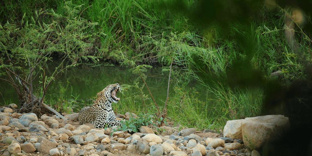 It was pictures like this that first inspired Leah to join a wildlife conservation internship in South Africa.