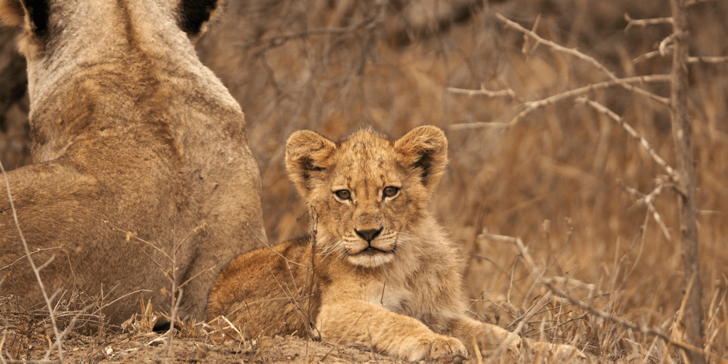 This little guy was the first big cat cub Leah ever encountered in the wild. 