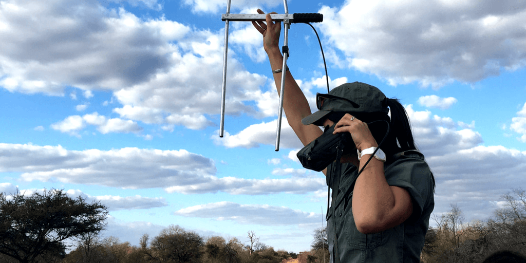 To study and help big cats you first have to find them. Volunteers and staff at Karongwe like Leyla use telemetry to track lions, leopards and cheetahs in the park. 