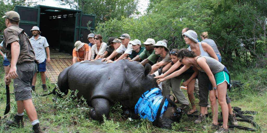 Sometimes Leah is gets to help out wildlife veterinarians with their conservation projects in the park.