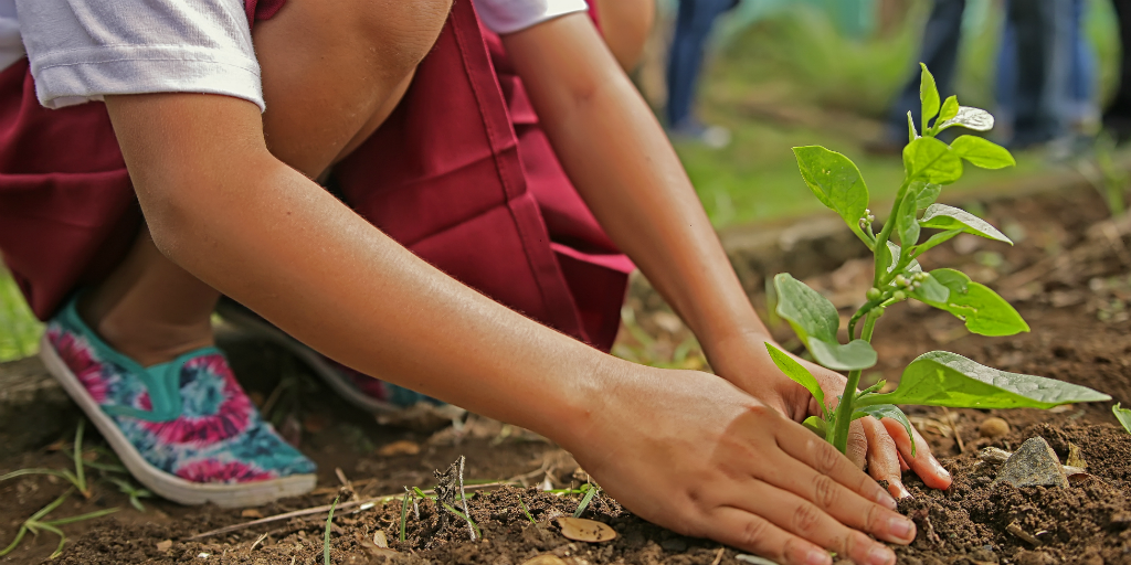 A person planting a tree in the soil.