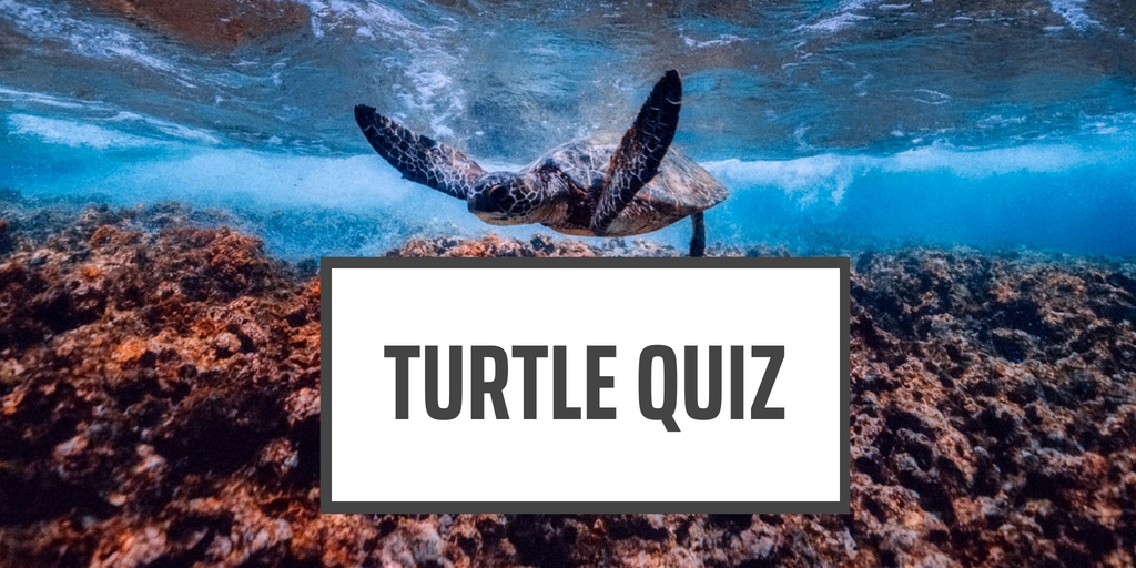 Turtle Facts Quiz