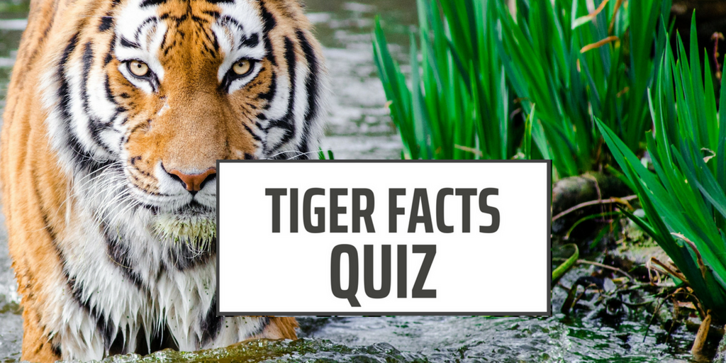 Tiger Facts Quiz