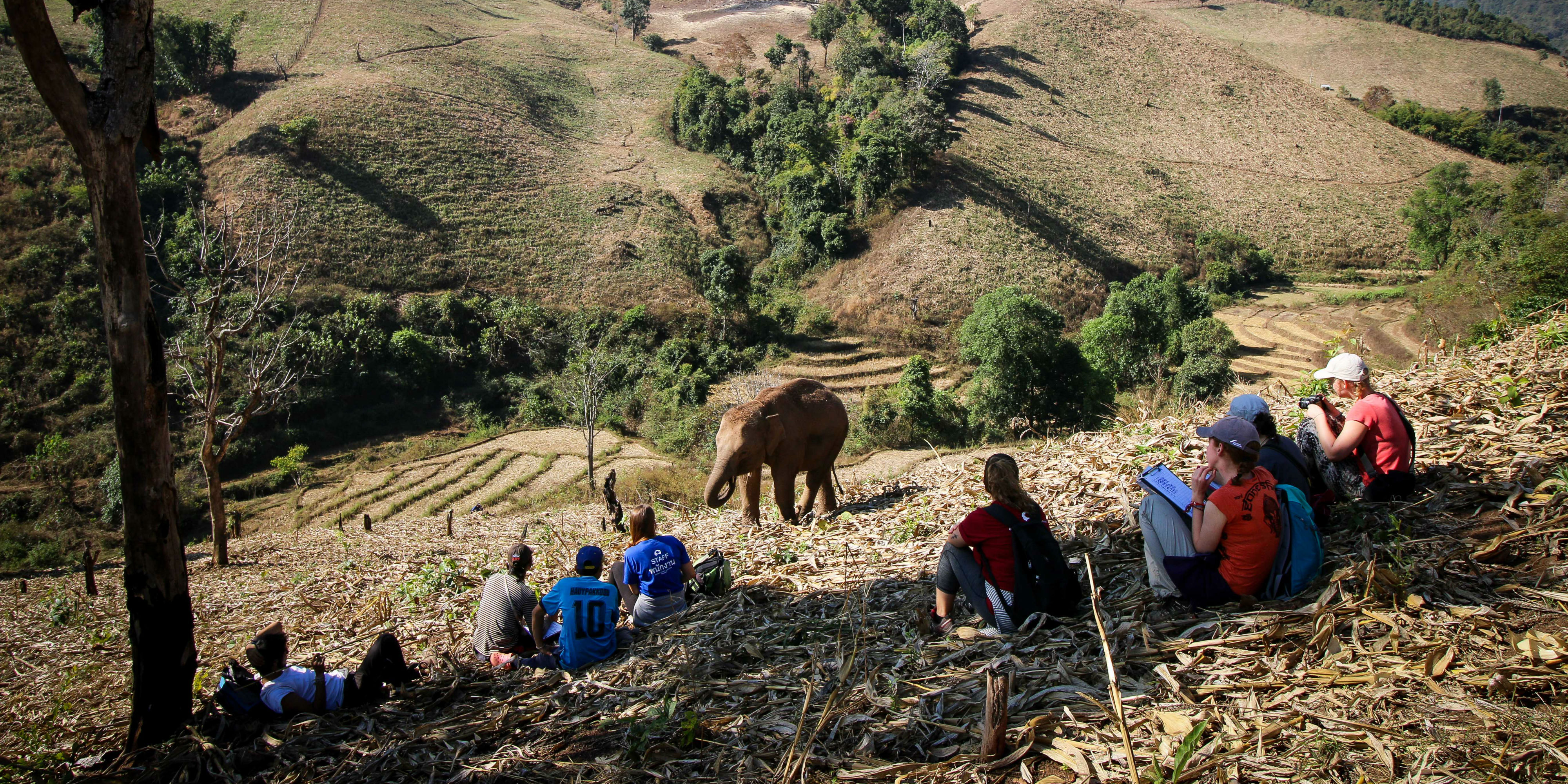 volunteer with elephants