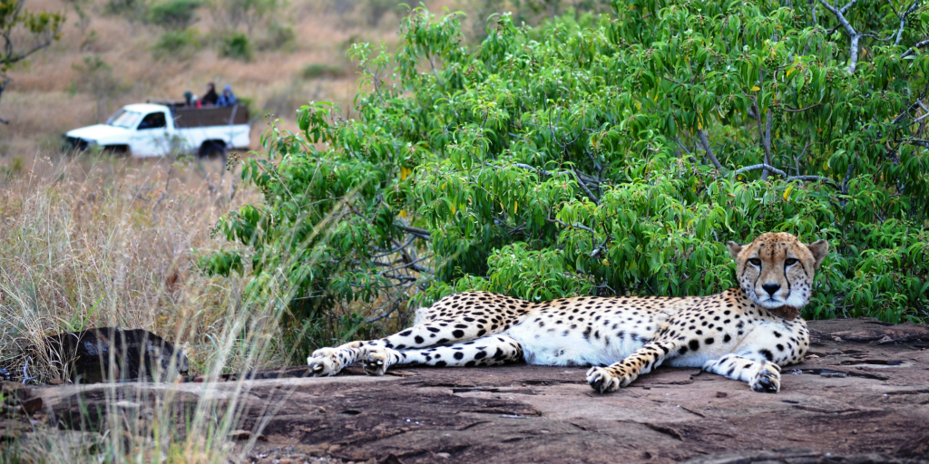 help save cheetahs from their ever changing habitat and food resources with GVI's wildlife conservation and research internship.