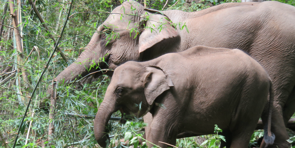 Volunteer with elephants and learn how to track and analyse their behaviour on GVI's wildlife conservation internship.