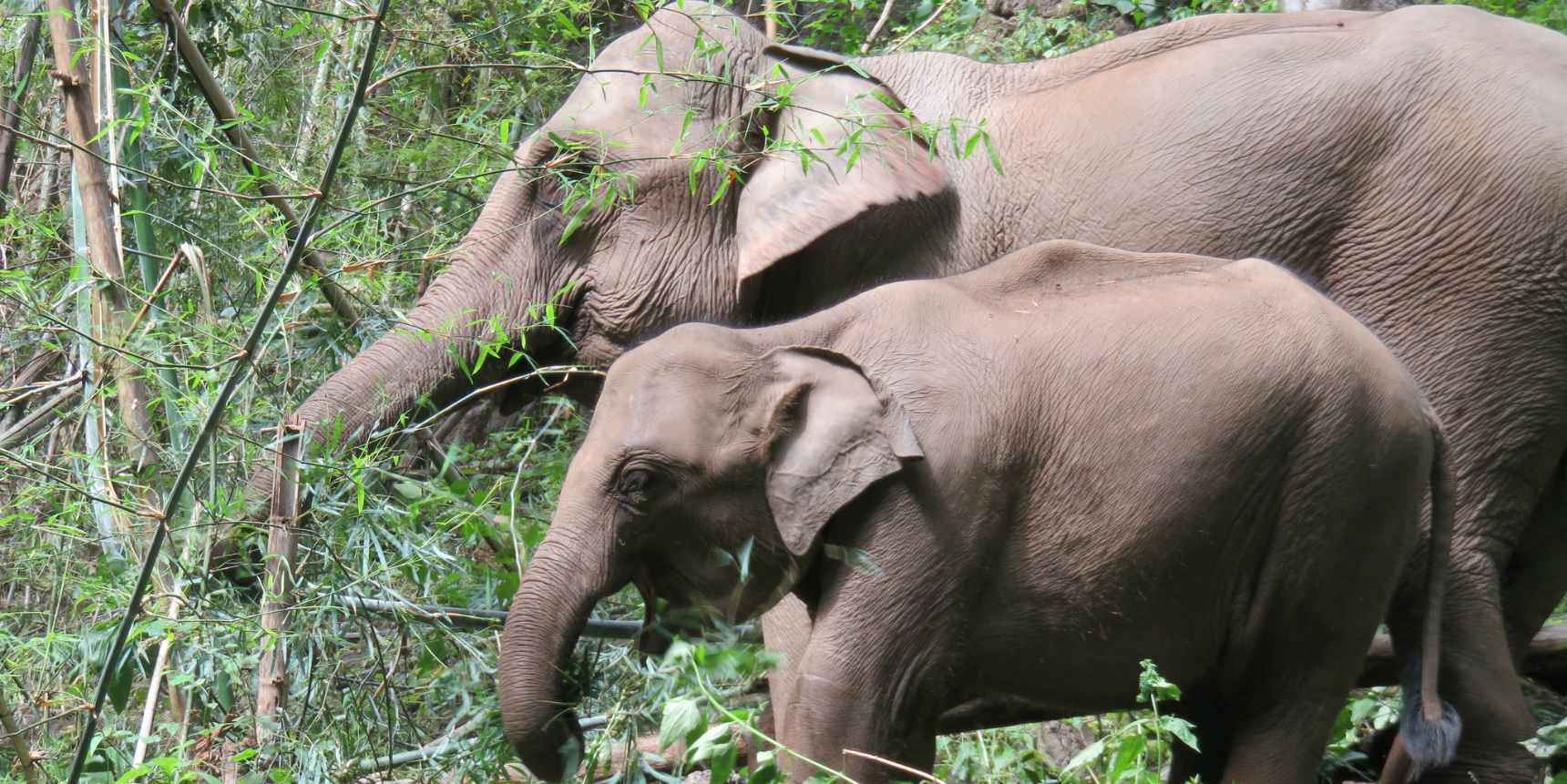 volunteer with elephants