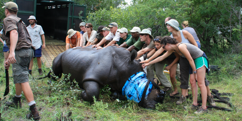 Volunteer in Africa to gain experience in wildlife conservation methods such as the humane dehorning of this Black Rhino to prevent poaching.