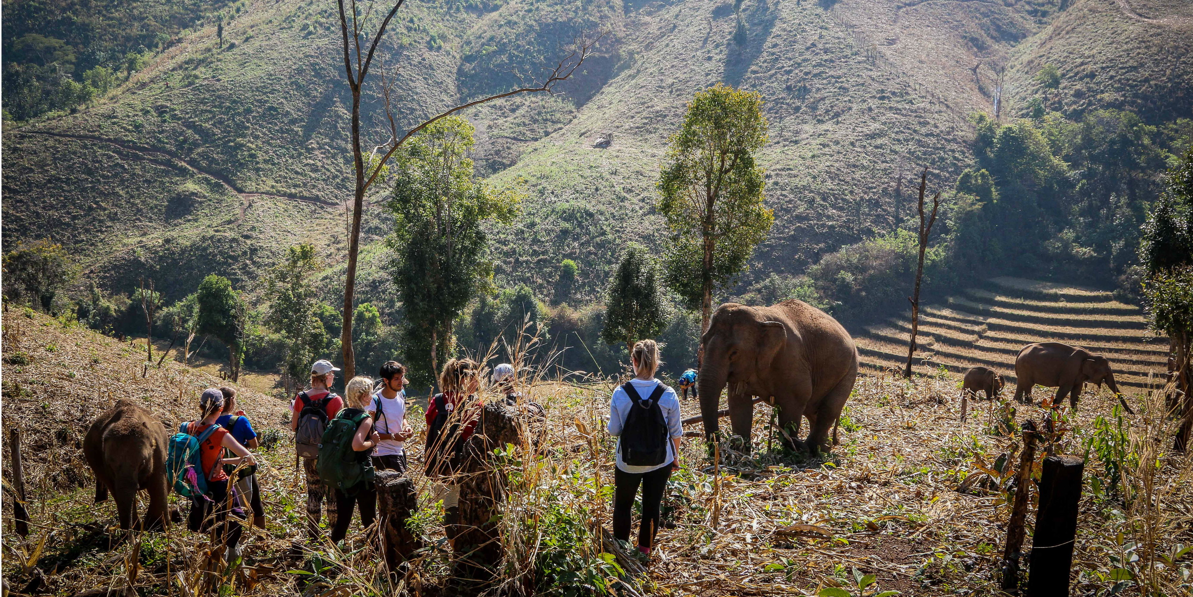 thailand's elephants