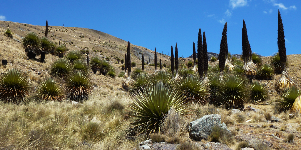 Puya raimondii plant in Peru