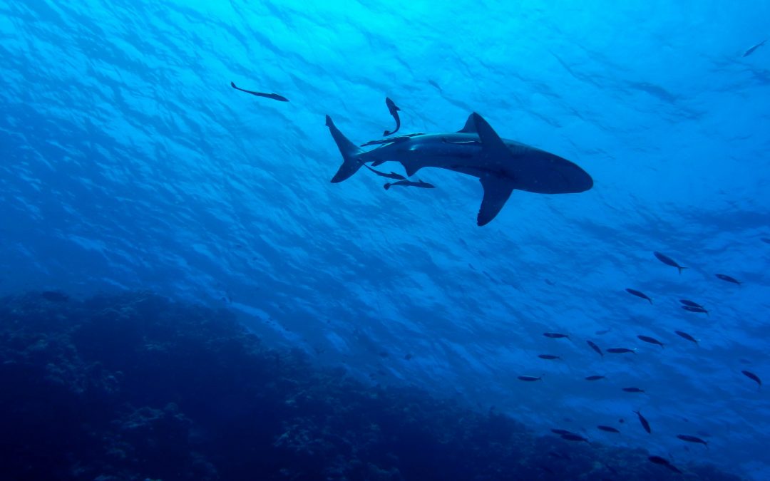 Sharks and sunsets