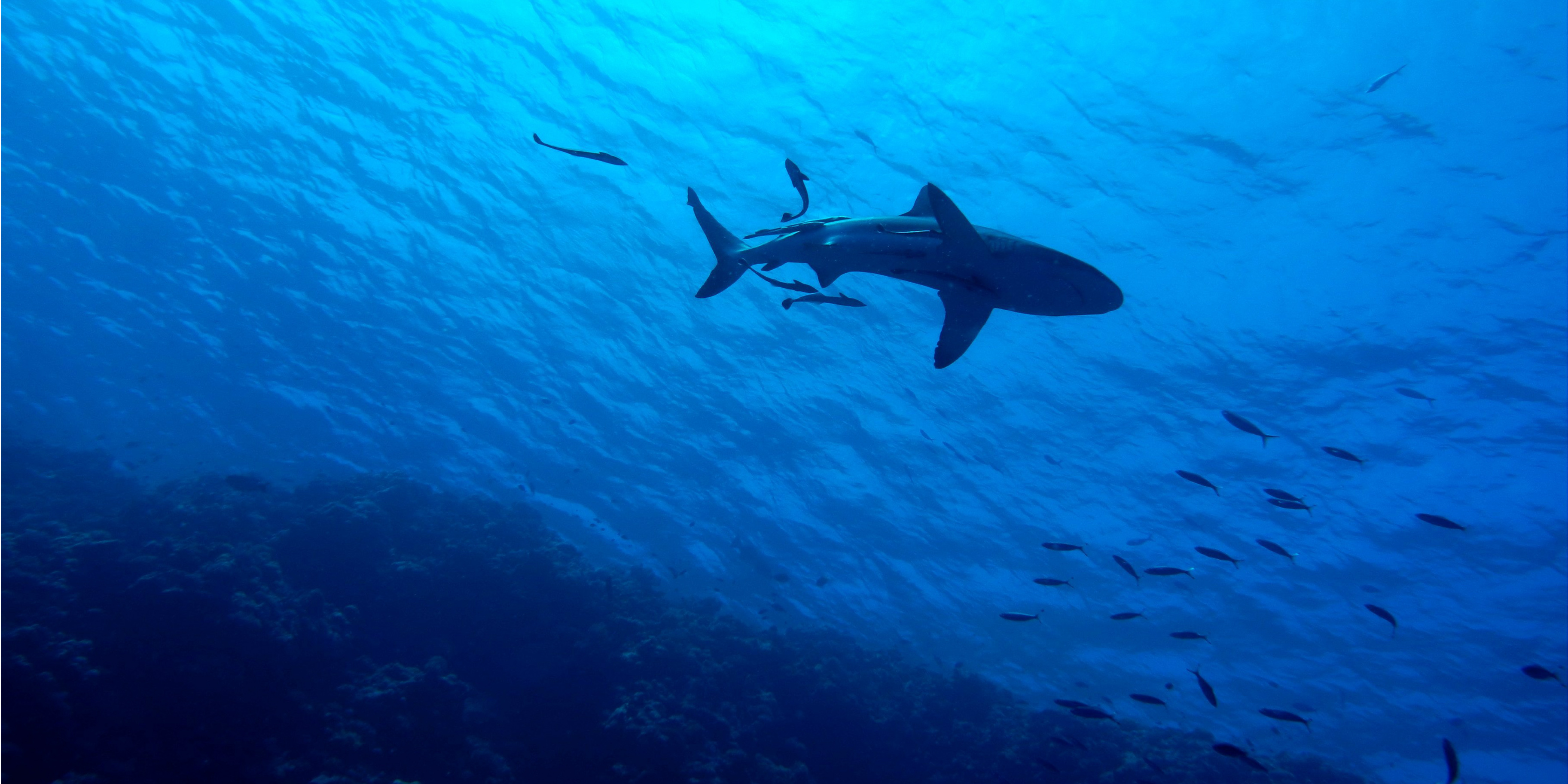 shark facts