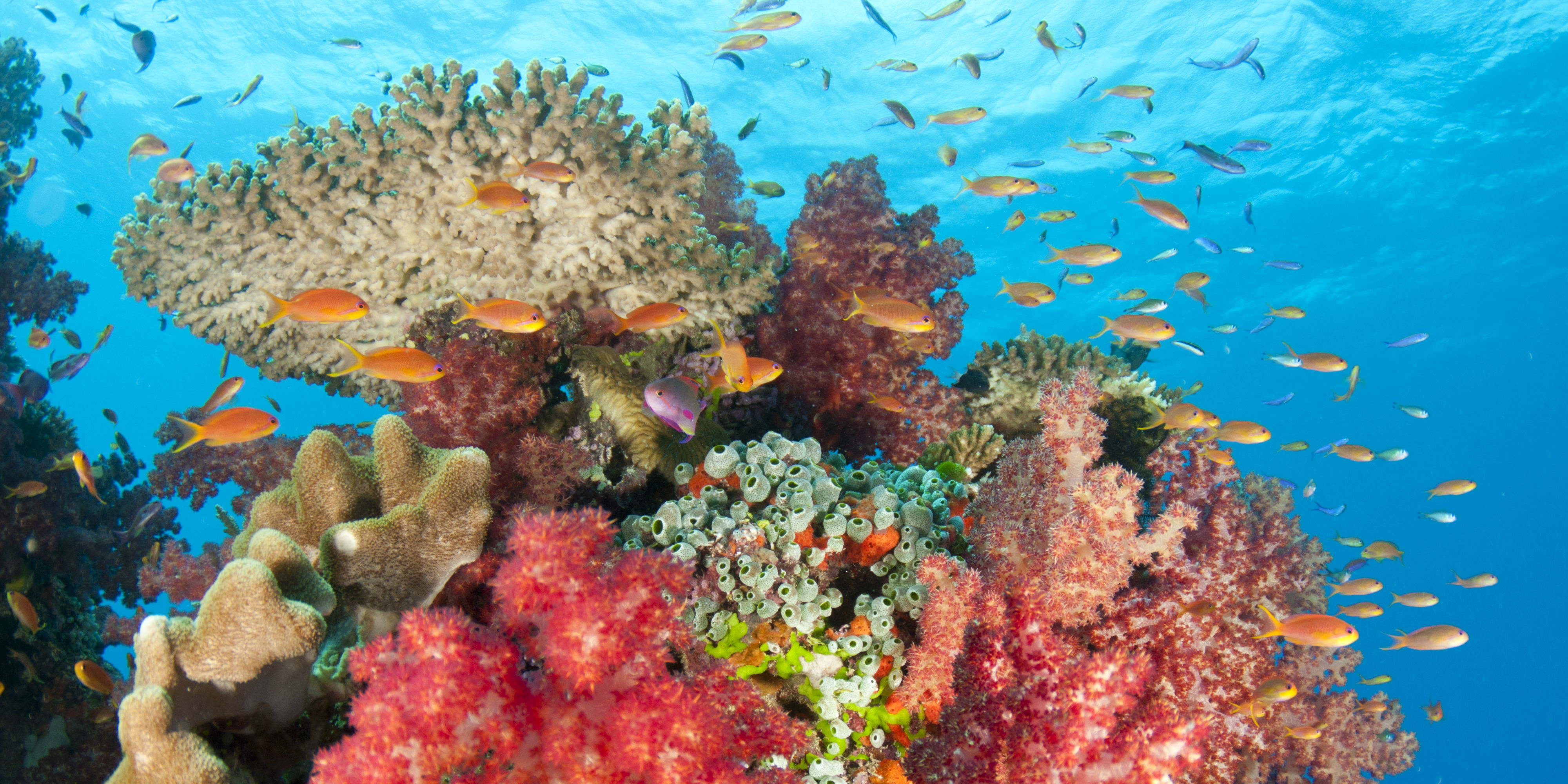 Seven Ways You Can Help Save The World S Oceans Gvi Uk