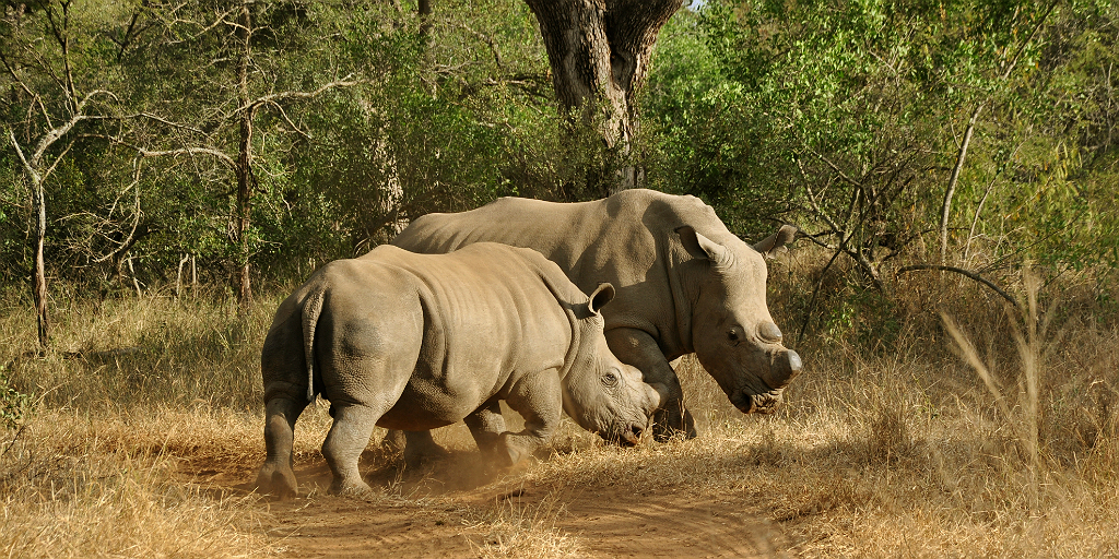 Support rhino conservation with the International Rhino Foundation. 