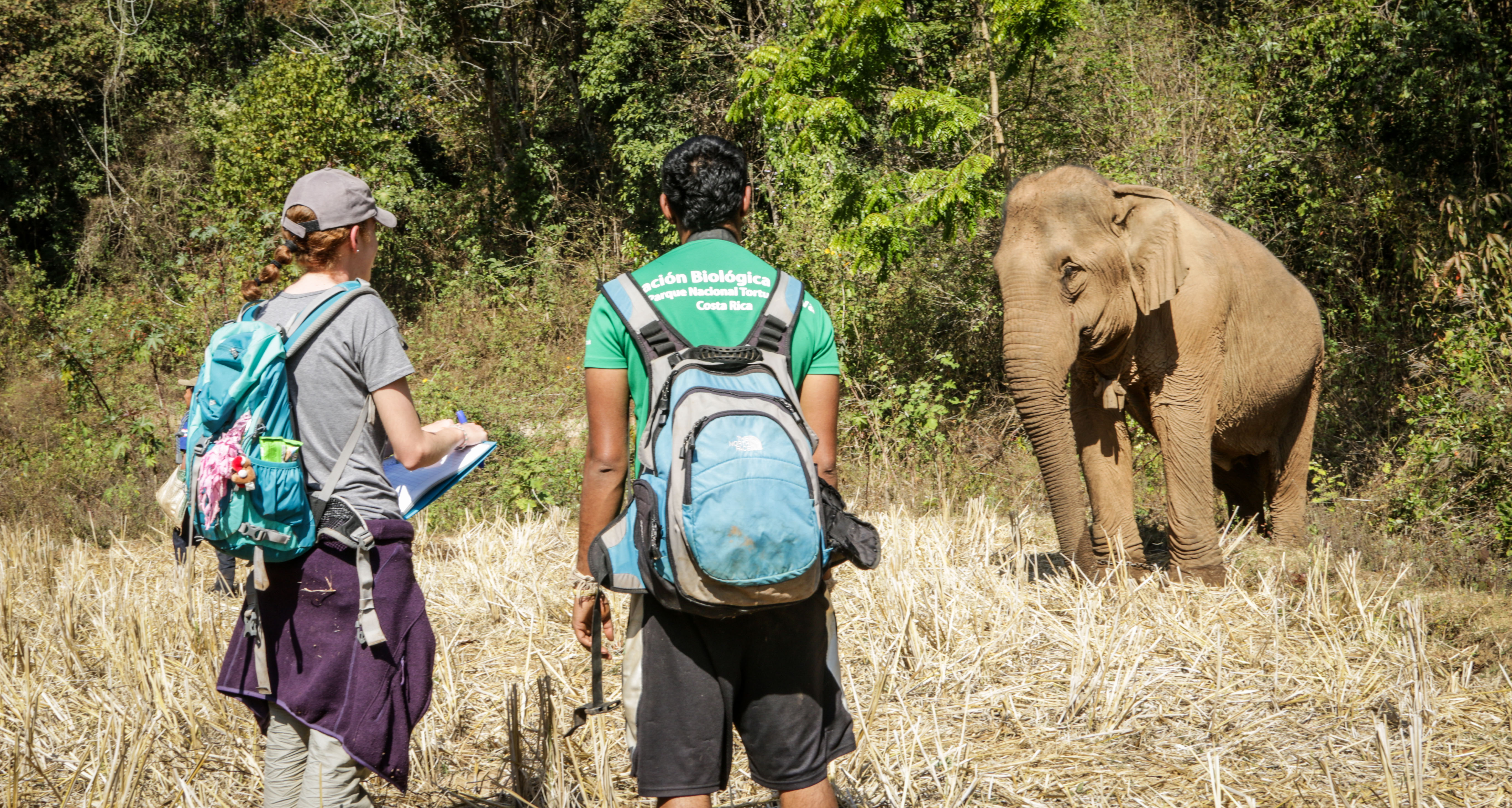 Questions To Ask When Volunteering With Animals Gvi Uk