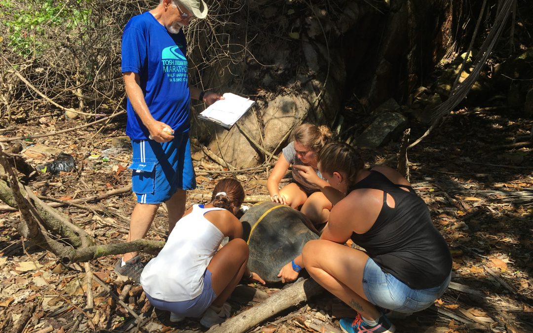 Adventures in Counting Tortoises: Completing the Census