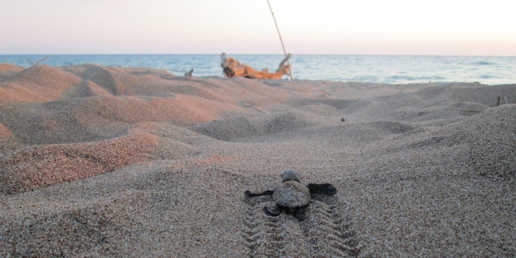 A loggerhead hatchling, makes its way back to the ocean.