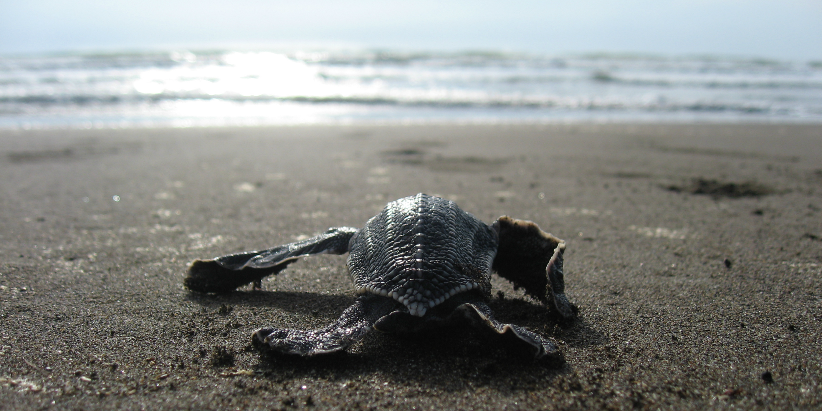 Endangered Sea Turtles