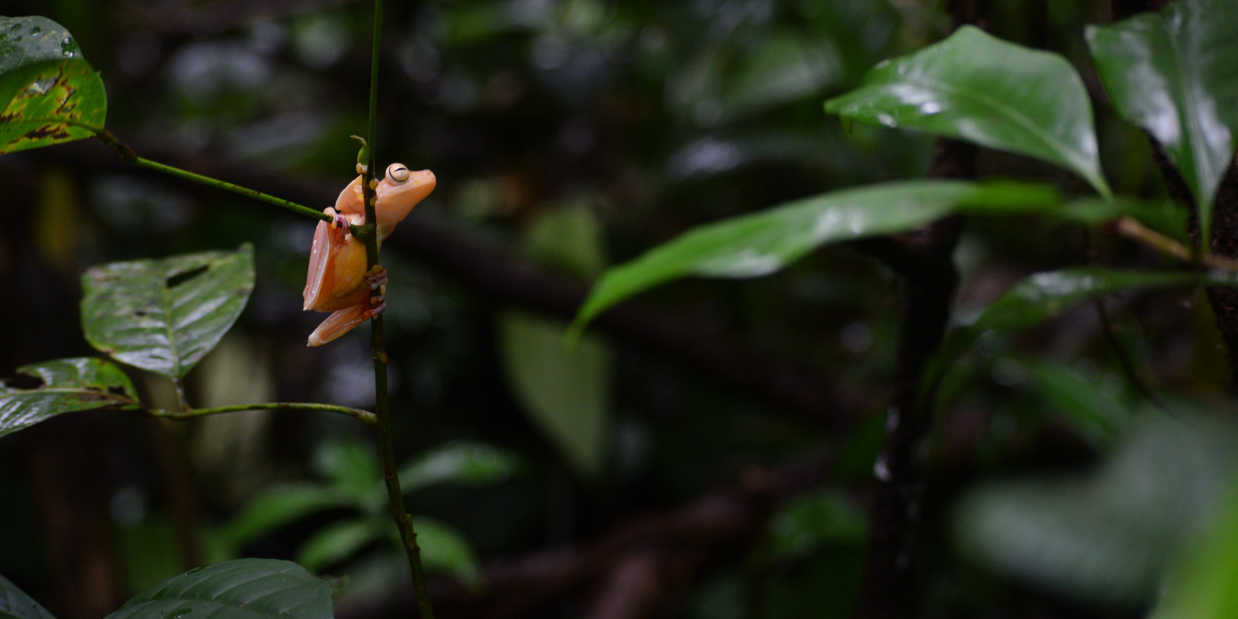 Tortuguero National Park