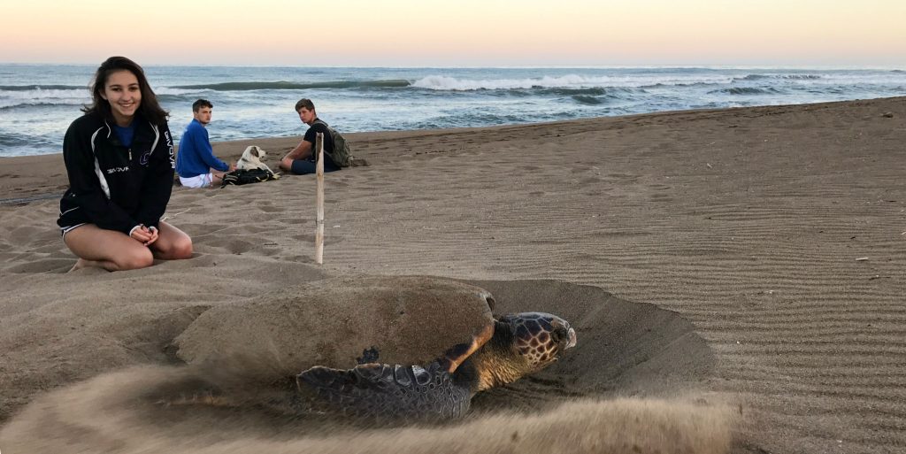 A GVI volunteer watches a loggerhead turtle nest. 