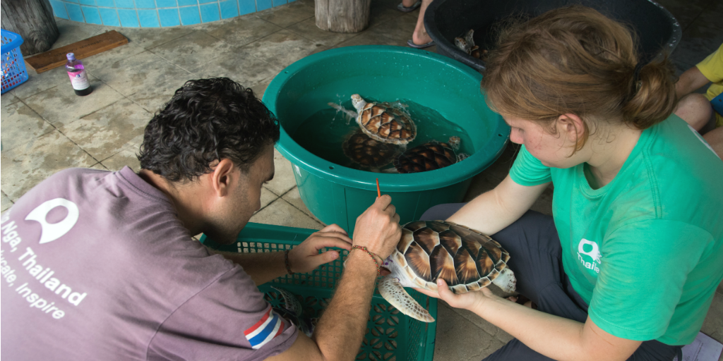 Volunteers cleaning turtles in the endangered turtle conservation and research program in Phang Nga in Thailand.
