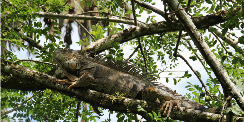 An iguana lying in a tree, spotted during the reptile and amphibian diversity research in the Costa Rican Rainforest.