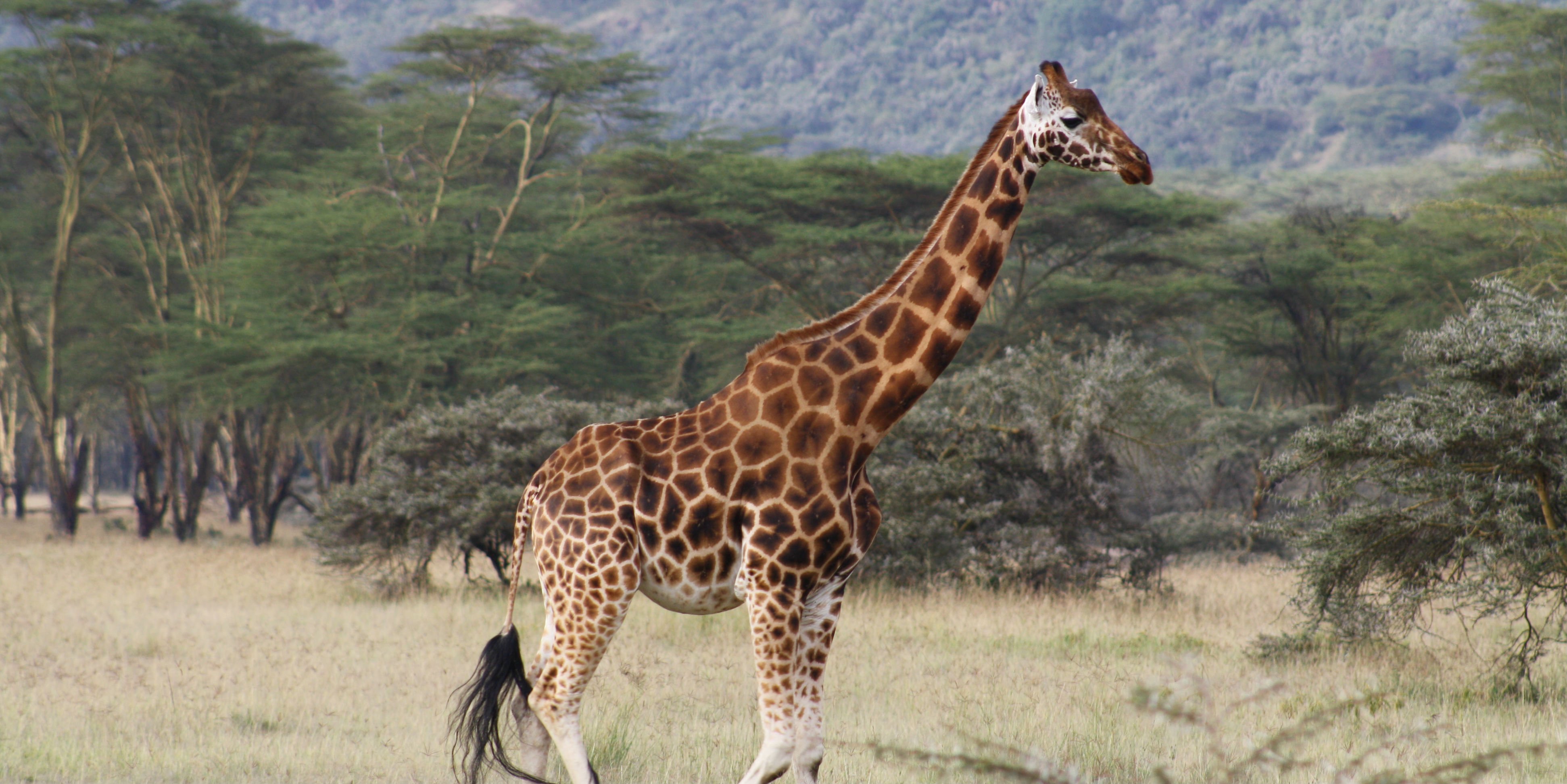 Fascinating facts about Africa's endangered animals GVI UK