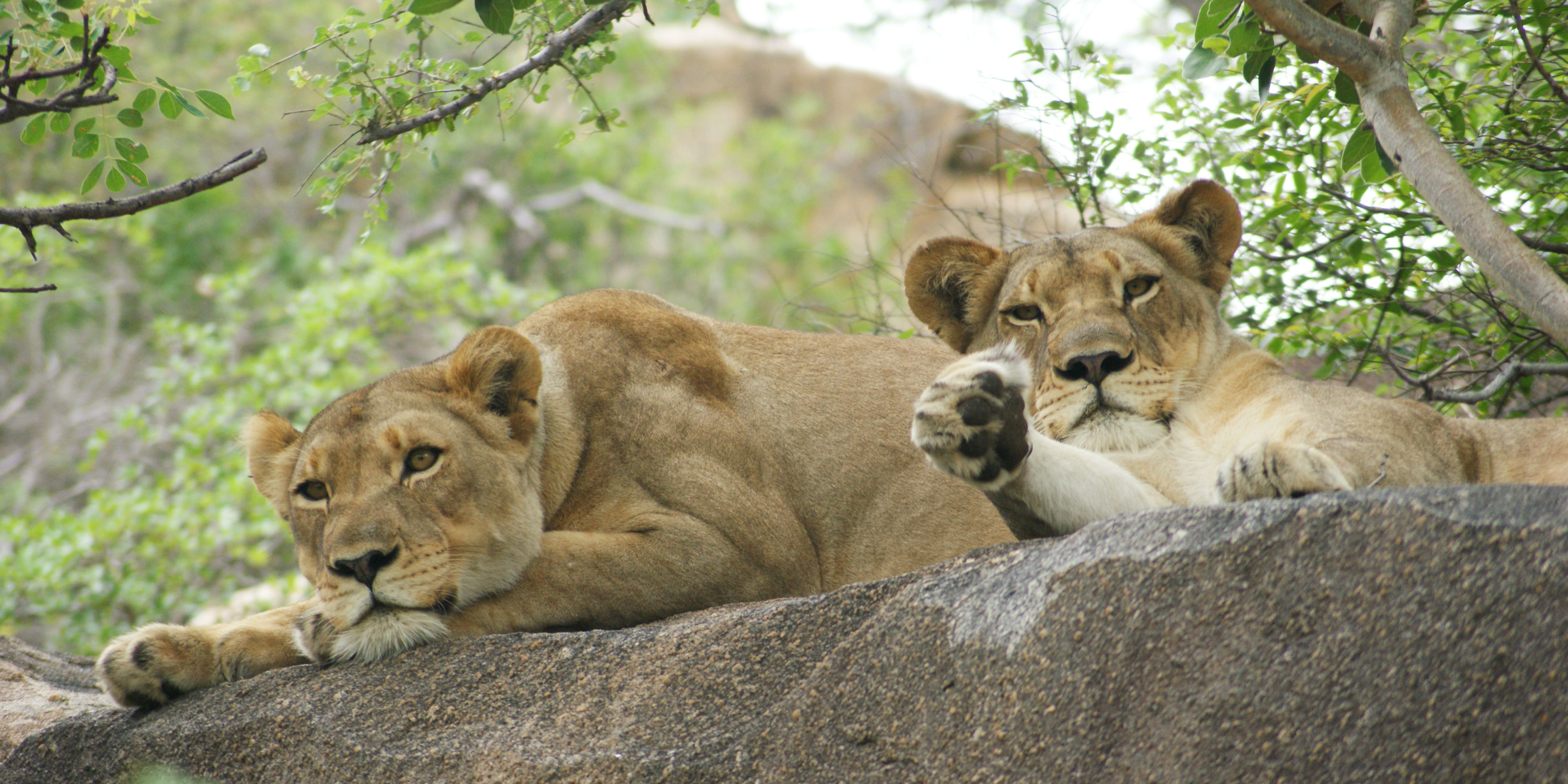 Wildlife in South Africa