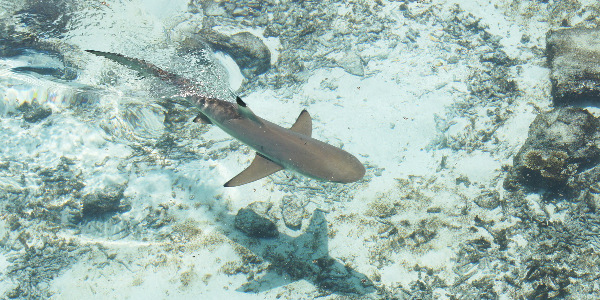 shark conservation 
