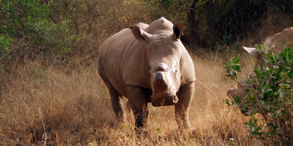 A rhino in a defensive pose, standing in the African savannah in Limpopo.