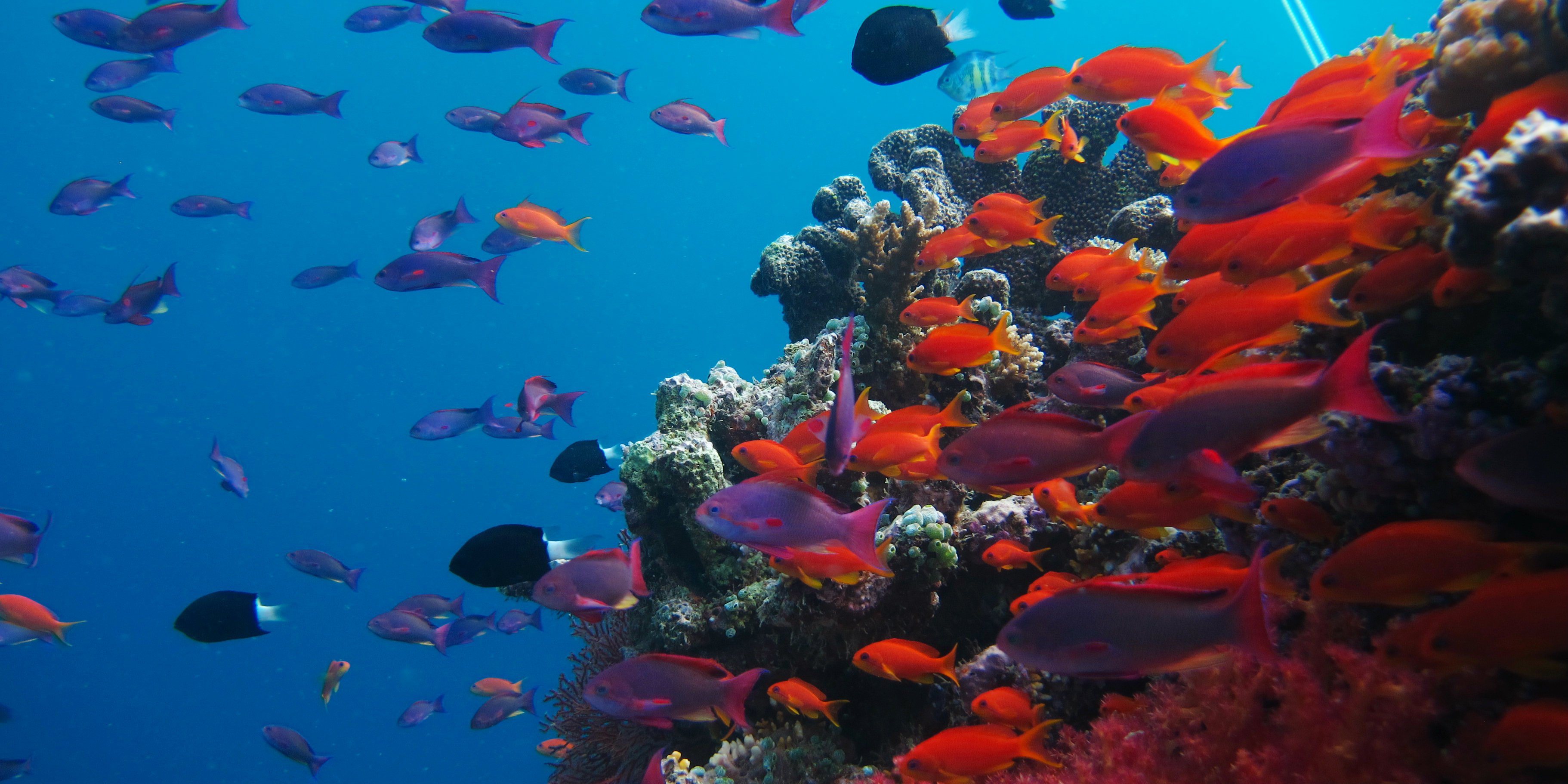 Marine biodiversity