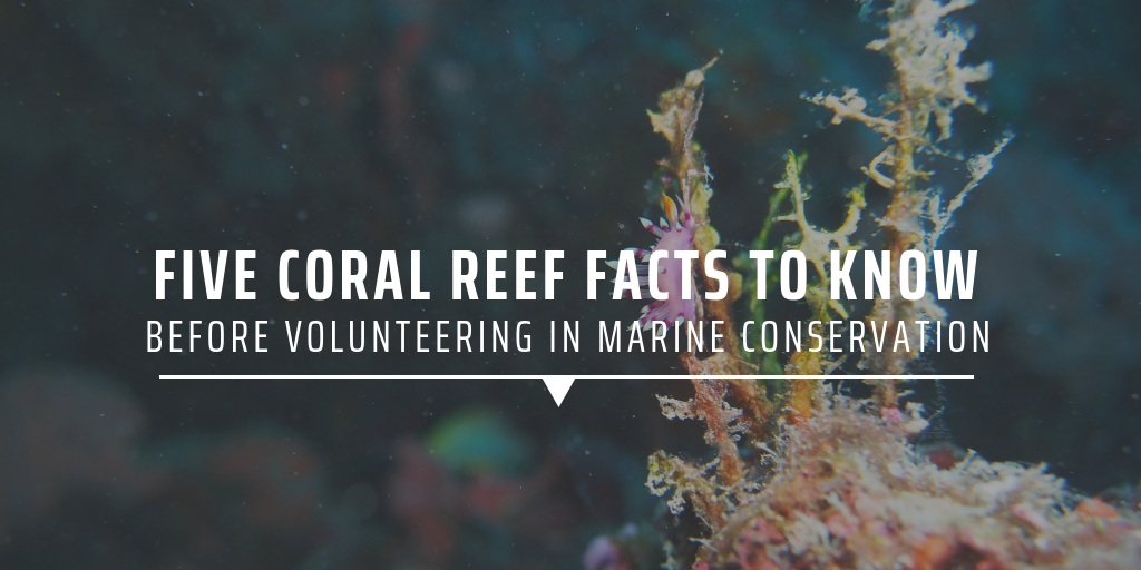 Five coral reef facts to know before volunteering in marine conservation