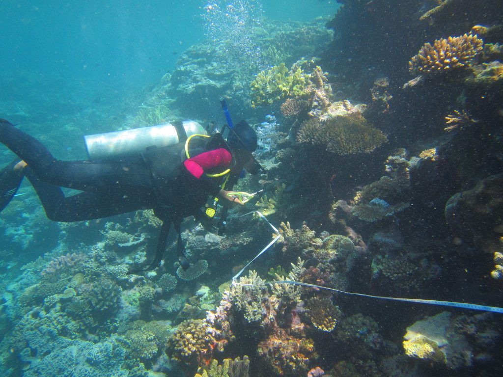 Plastic Pollution And Marine Conservation In Fiji GVI UK