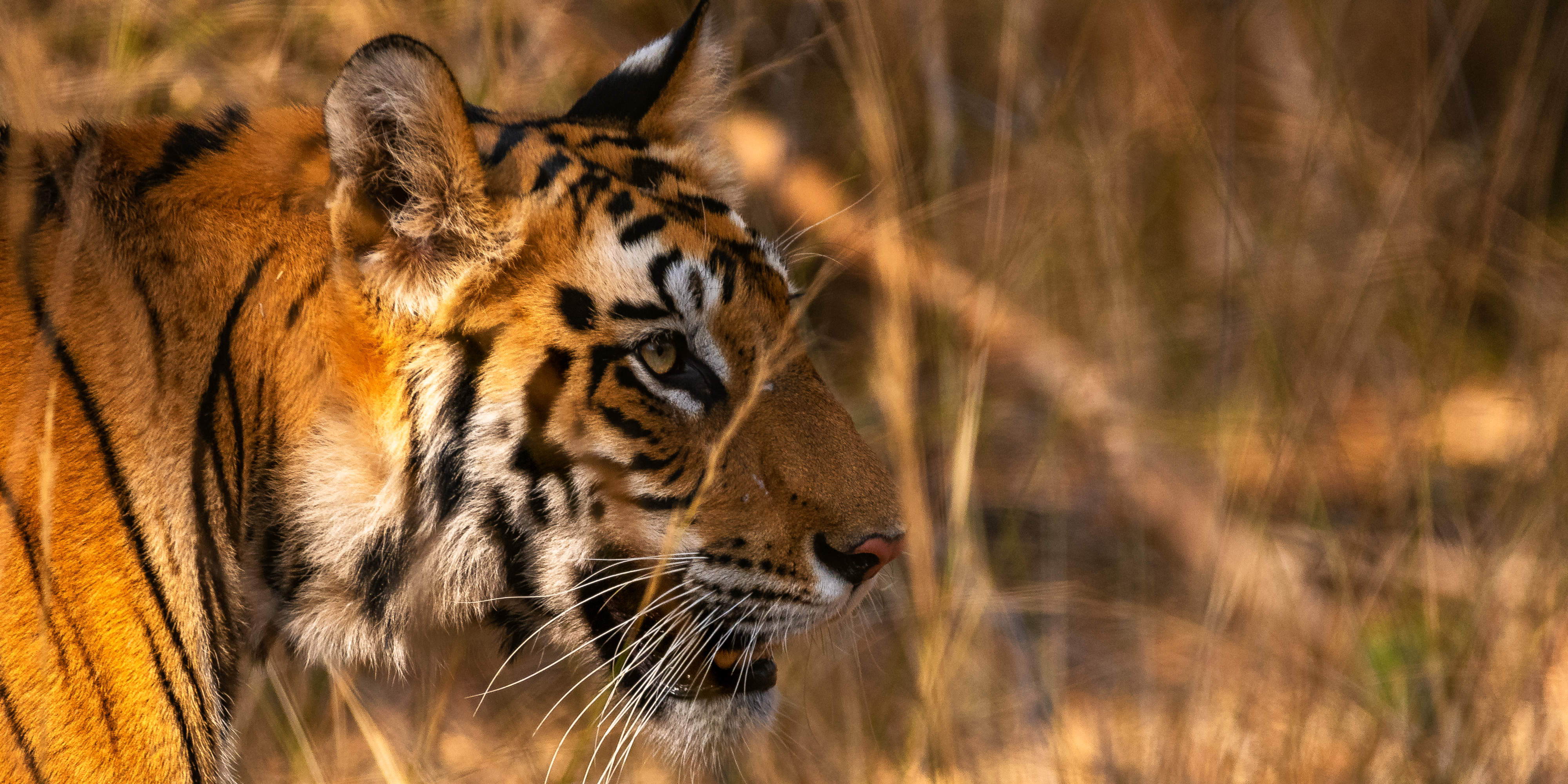 essay about national animal of nepal