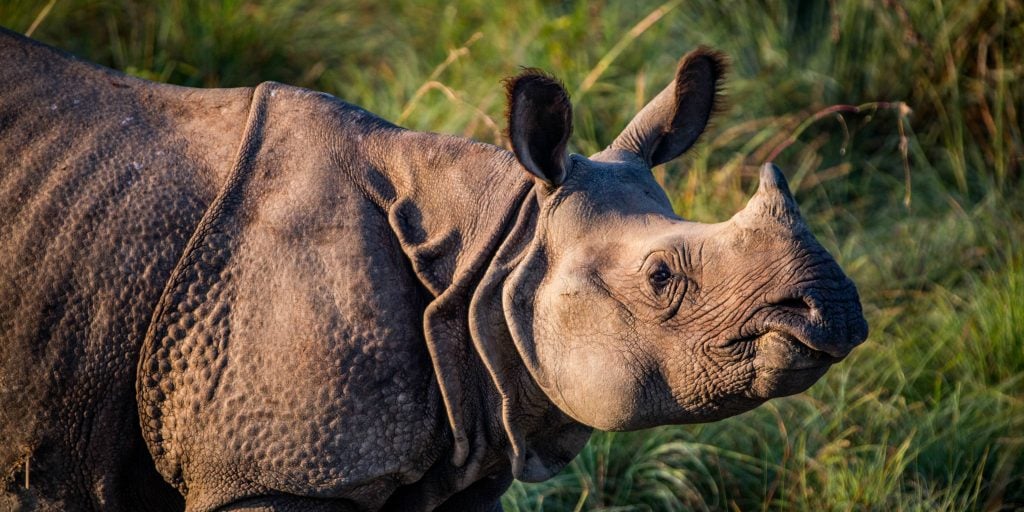 A greater one-horned rhinoceros.