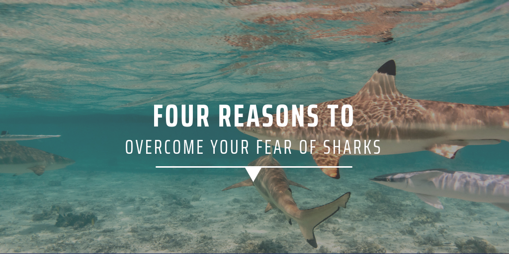 Four reasons to overcome your fear of sharks