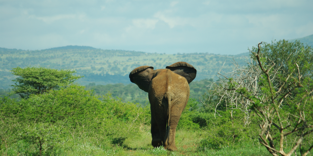 A young elephant walking into the distance in the wild.