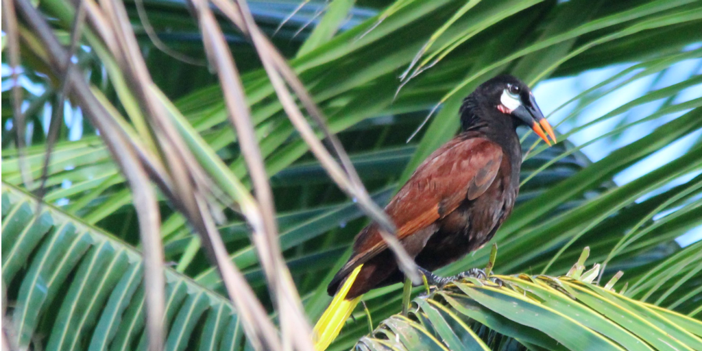 A bird perched in a tree spotted during the GVI bird research project in Costa Rica.