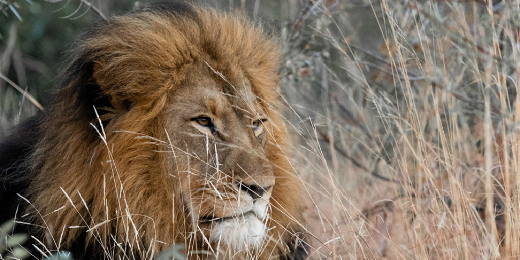 A male lion, lying in long grass in the African savannah.