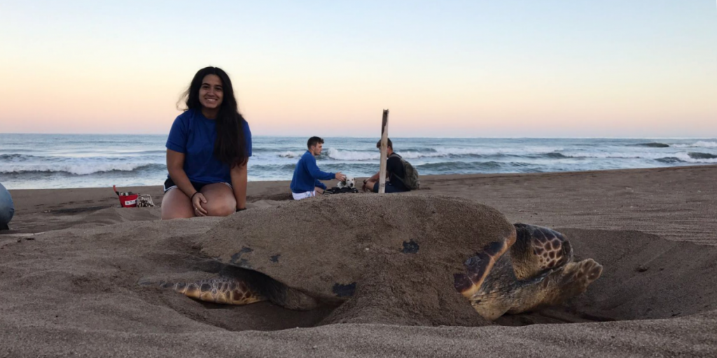 Volunteer leadership experience can also be built while doing conservation work. This is a GVI volunteer working to protect sea turtles.