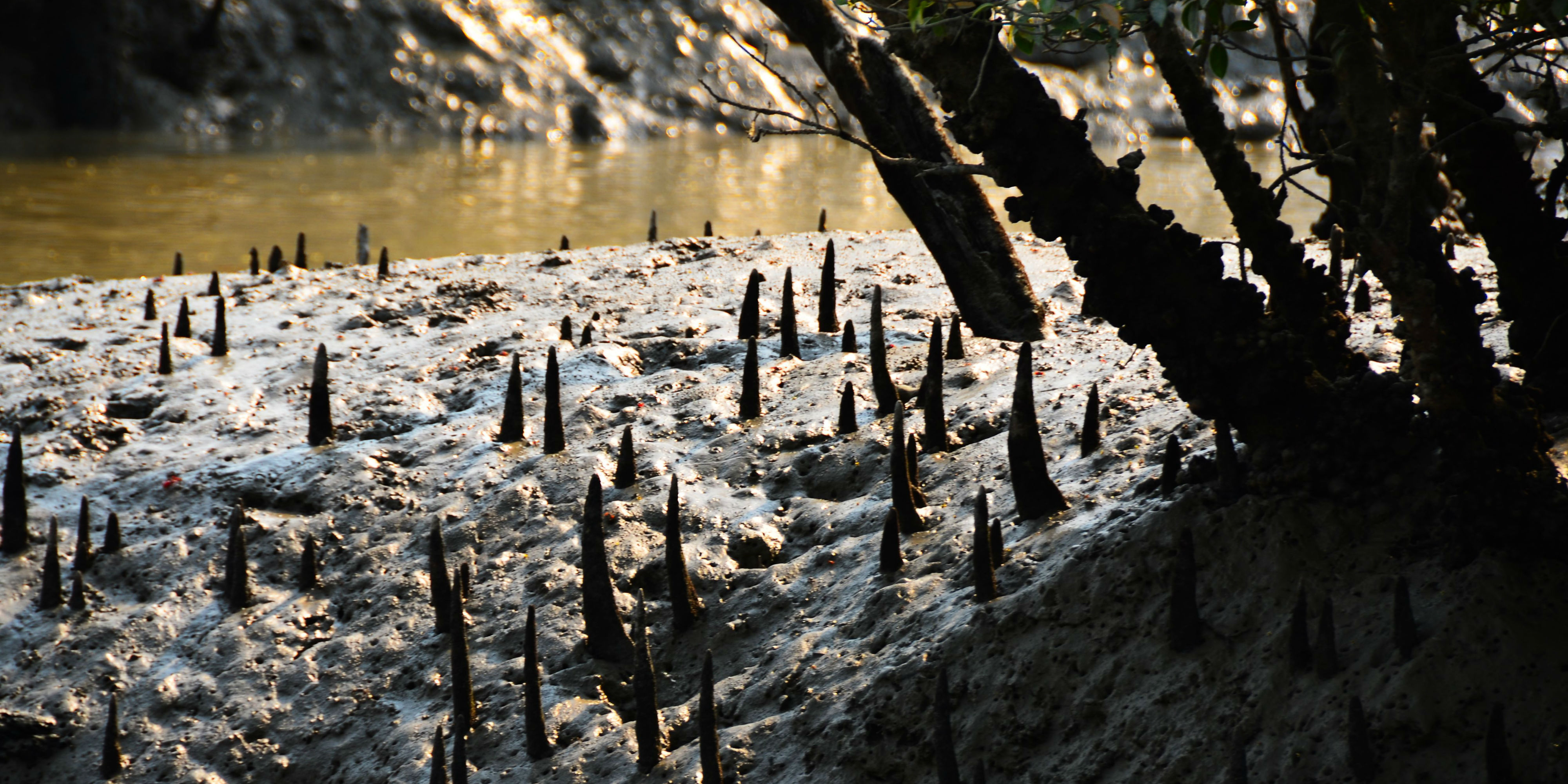 mangroves