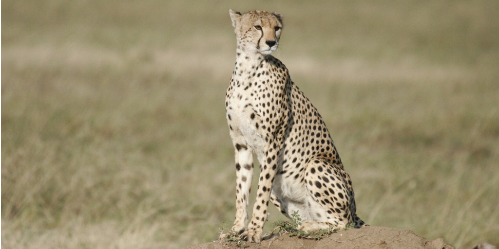 Cheetah conservation is essential for the cheetah population.