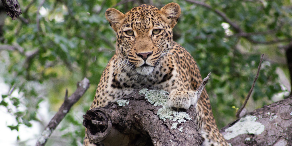 A leopard lays in a tree.