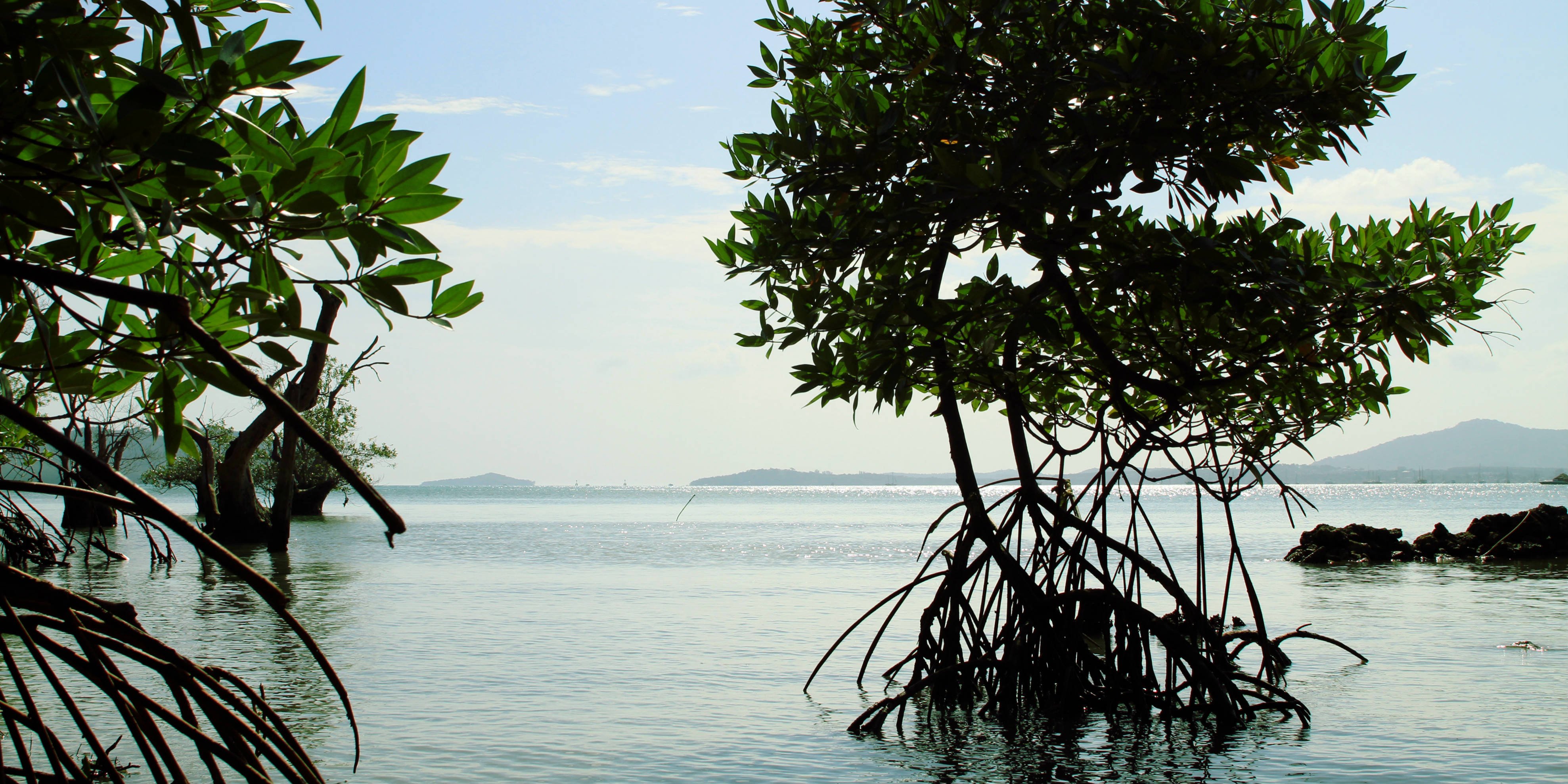 mangrove forests