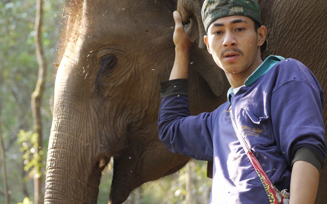 Encountering Asian Elephants in their natural habitat