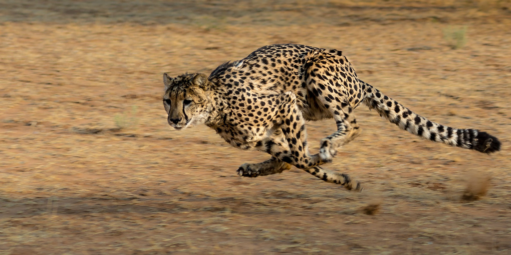 The cheetah is the fastest land animal.