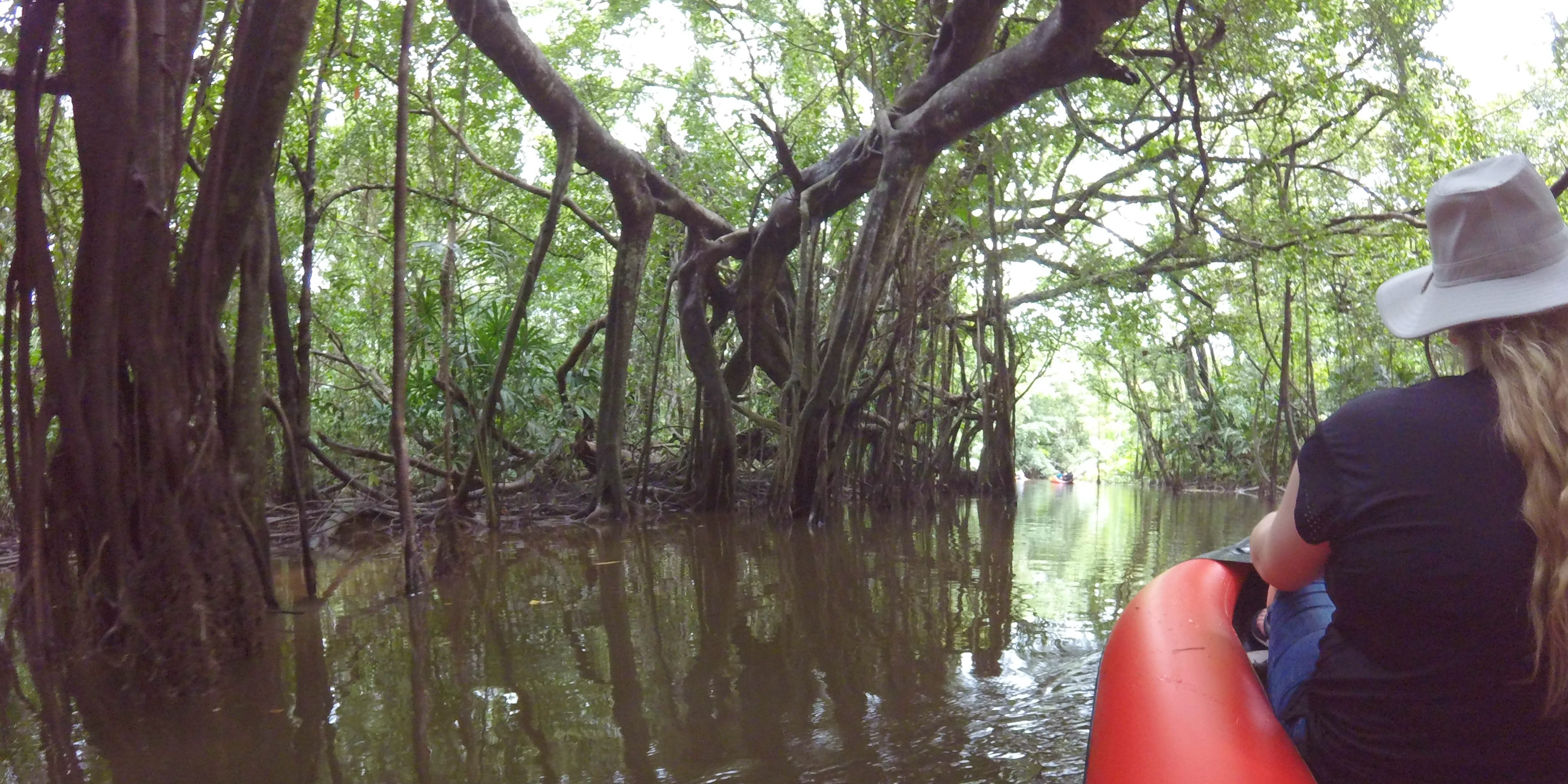 mangrove trees