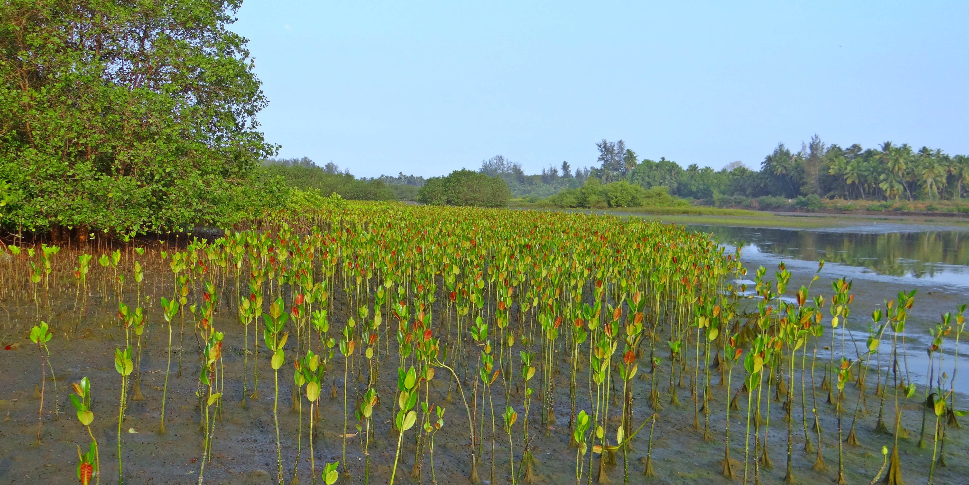 mangrove trees