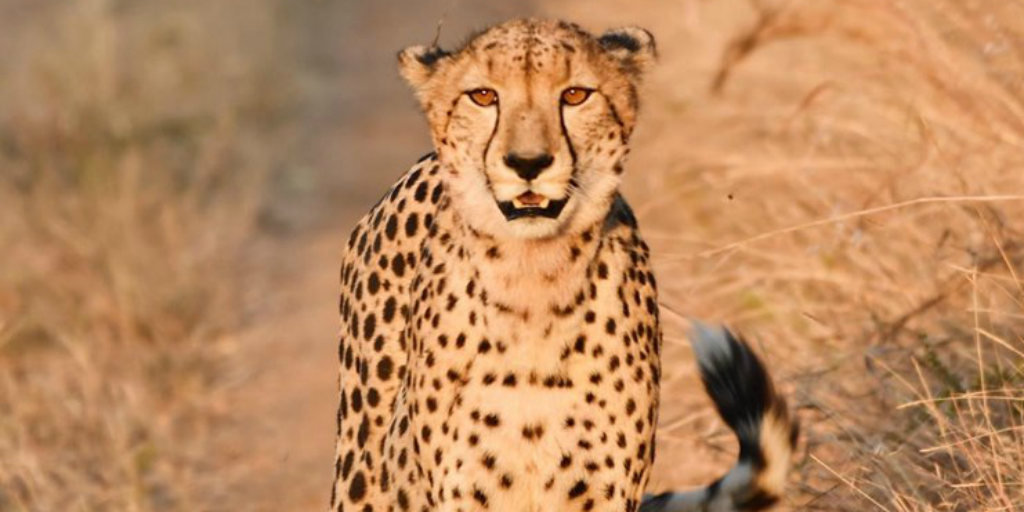 The cheetah can be identified by its teardrop marks. 