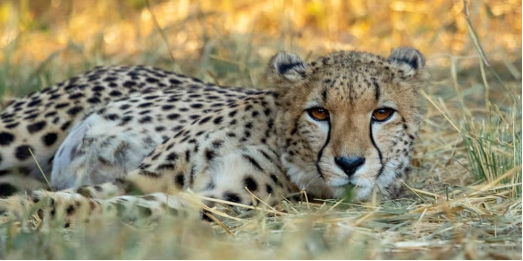 Track cheetahs behaviour during a cheetah conservation and research project 